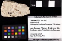 Foto (Objket + Etiketten) von Palinurus grilli 